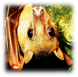 Title: Lidojoais suntis - Description: Lidojoais suntis Latgales zoodrz
