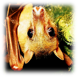 Title: Lidojo�ais sun�tis - Description: Lidojo�ais sun�tis Latgales zood�rz�