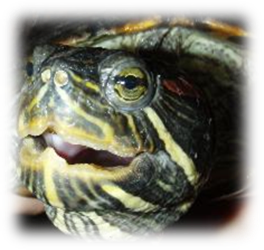 Sarkanausu bru�urupucis