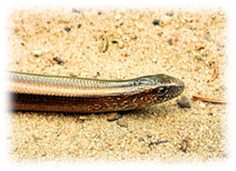 Title: Austrumu glodene Anguis colchica. - Description: Austrumu glodene Anguis colchica, Ilgas.