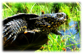 Title: Purva bru�urupucis  - Description: Purva bru�urupucis Emys orbicularis