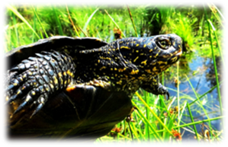 Title: Purva bru�urupucis  - Description: Purva bru�urupucis Emys orbicularis